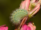  - Zygaena viciae