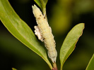 Blaßgrüner Ginsterheidenspanner - Pseudoterpna pruinata