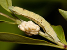 Blaßgrüner Ginsterheidenspanner - Pseudoterpna pruinata