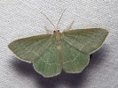 Piadivka černicová - Chlorissa cloraria