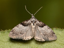 Short-cloaked Moth - Nola cucullatella