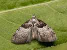 Short-cloaked Moth - Nola cucullatella