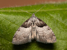 Short-cloaked Moth - Nola cucullatella