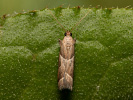  - Nyctegretis lineana