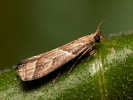  - Nyctegretis lineana