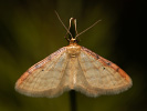  - Idaea humiliata