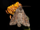 Pale Shining Brown - Polia bombycina