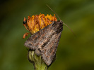 Pale Shining Brown - Polia bombycina