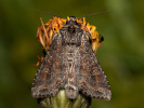 Pale Shining Brown - Polia bombycina