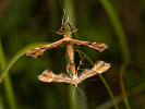 Pernatuška šípková - Cnaemidophorus rhododactyla