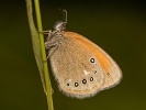 Rotbraunes Wiesenvögelchen - Coenonympha glycerion