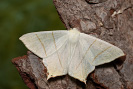 Swallow-tailed Moth - Ourapteryx sambucaria