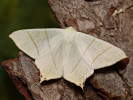 Swallow-tailed Moth - Ourapteryx sambucaria