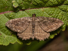 Grauer Heckenspanner - Philereme vetulata