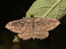 Grauer Heckenspanner - Philereme vetulata