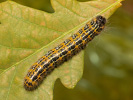 Buff-tip - Phalera bucephala