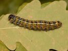 Buff-tip - Phalera bucephala