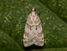  - Scoparia pyralella