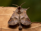 Kleiner Rauhfußspinner - Clostera pigra