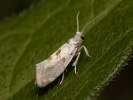 Předivka - Niphonympha dealbatella