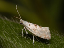  - Niphonympha dealbatella