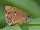 Ringlet - Aphantopus hyperantus