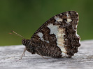 Great Banded Grayling - Brintesia circe