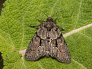 Braungraue Algeneule - Cryphia fraudatricula