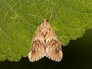  - Cynaeda dentalis