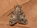 Little Grey - Dipleurina lacustrata