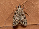 Little Grey - Dipleurina lacustrata