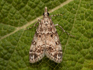 Little Grey - Dipleurina lacustrata