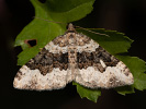 Breitgebänderter Labkraut-Blattspanner - Epirrhoe galiata