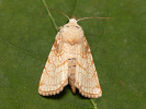 Heart Moth - Dicycla oo