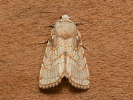 Heart Moth - Dicycla oo