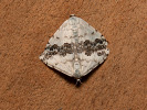 Sandthymian-Kleinspanner - Scopula decorata