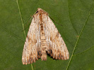 Light Arches - Apamea lithoxylea