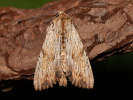 Light Arches - Apamea lithoxylea