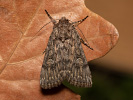  - Dichagyris forcipula