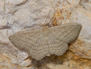  - Scopula virgulata