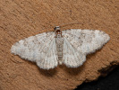 Farbloser Alpen-Blattspanner - Nebula achromaria