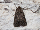  - Dichagyris forcipula