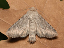 Platingraue Grasbüscheleule - Apamea platinea