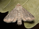 Platingraue Grasbüscheleule - Apamea platinea