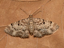 Kvetnatka - Eupithecia abietaria