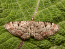 Tannenzapfen-Blütenspanner - Eupithecia abietaria