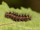 Brauner Fleckenbär - Diaphora luctuosa