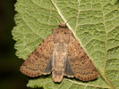 Dotted Rustic - Rhyacia simulans