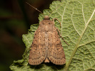 Dotted Rustic - Rhyacia simulans