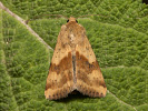 Černopáska štetková - Heliothis viriplaca